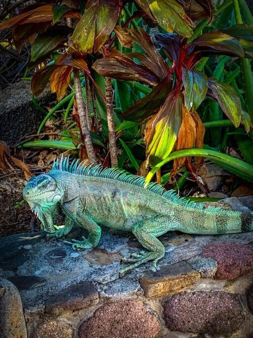 Villa Ker Iguane Terre De Haut Les Saintes Luaran gambar